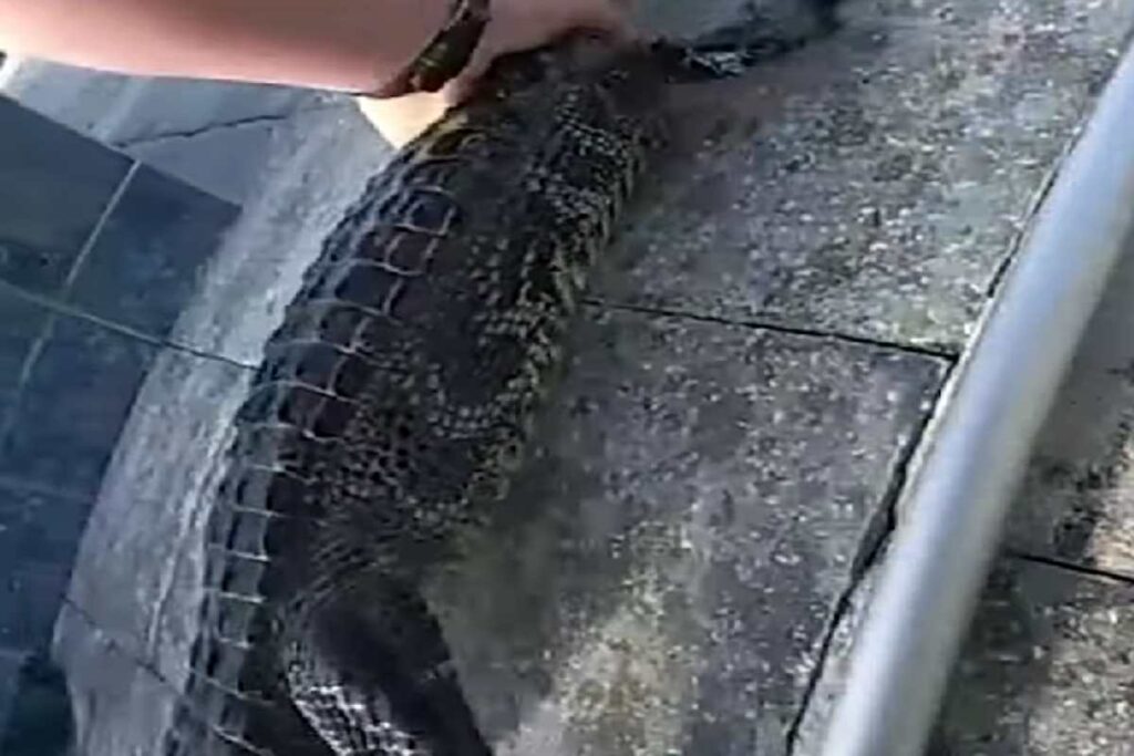 Alligatore catturato in piscina