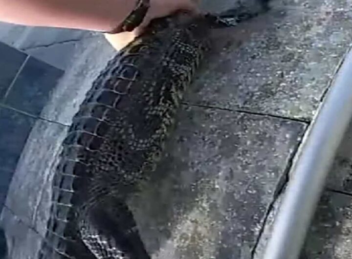 Alligatore catturato in piscina