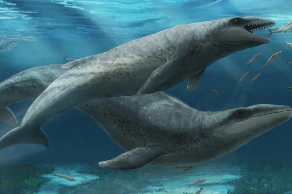 fossile balena antenato