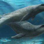 fossile balena antenato