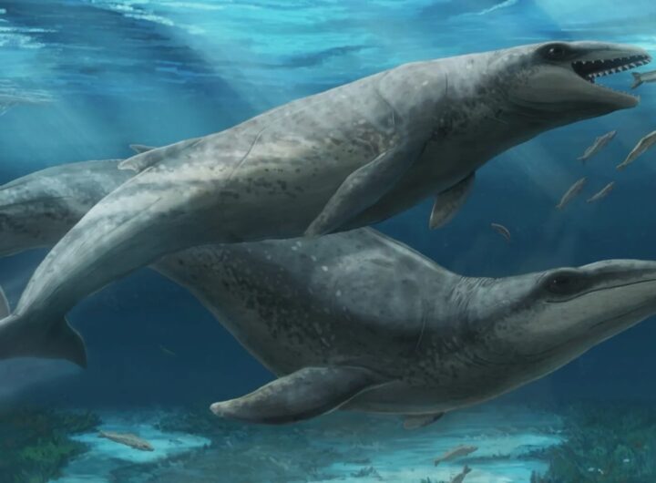 fossile balena antenato