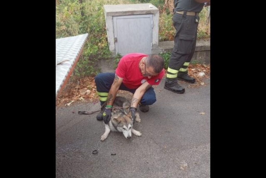 cane salvato a palermo
