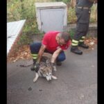 cane salvato a palermo