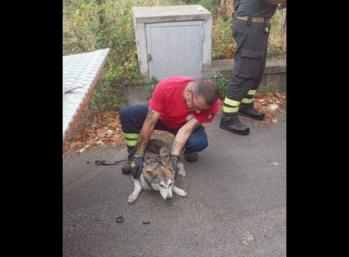 cane salvato a palermo