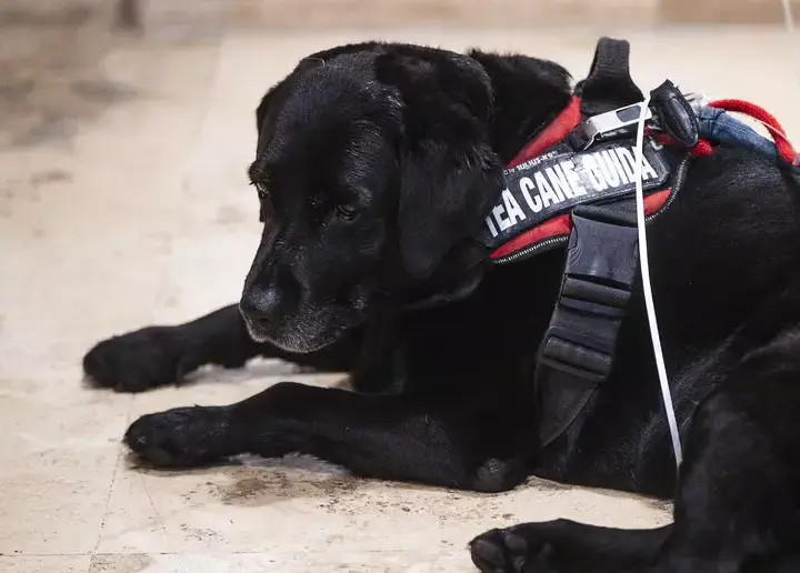 cane che accompagna persone cieche