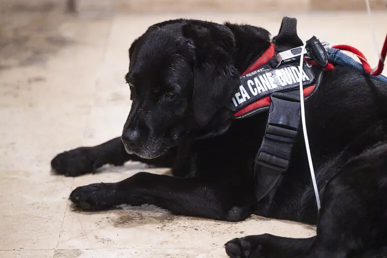 cane che accompagna persone cieche