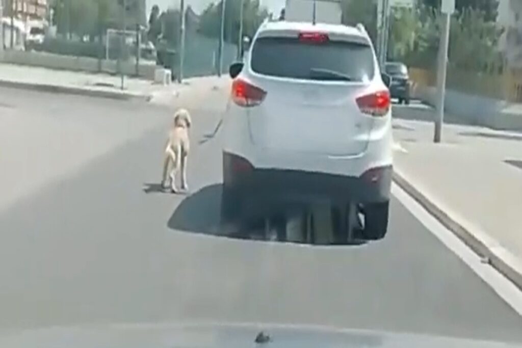 Il video del cane legato e trascinato in giro da un'auto in movimento