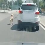 Il video del cane legato e trascinato in giro da un'auto in movimento