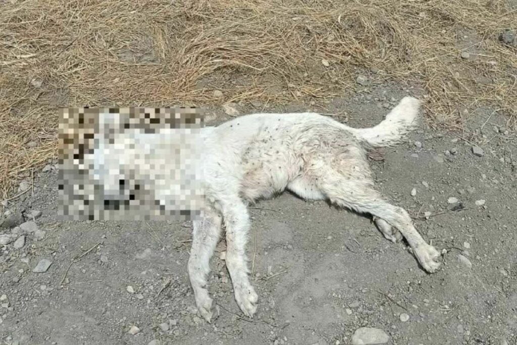 cani morti a lucera