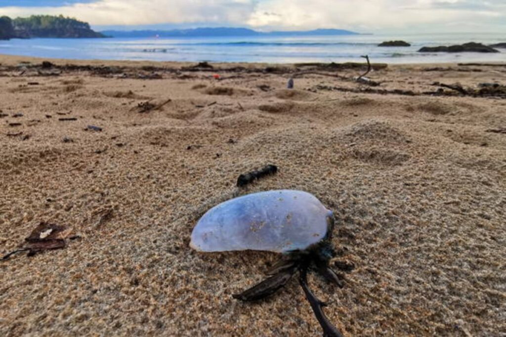 caravella portoghese