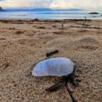 caravella portoghese