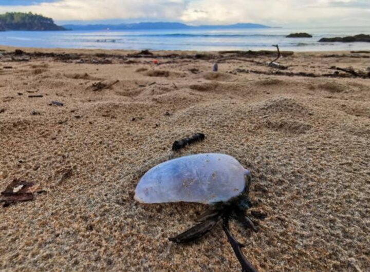 caravella portoghese