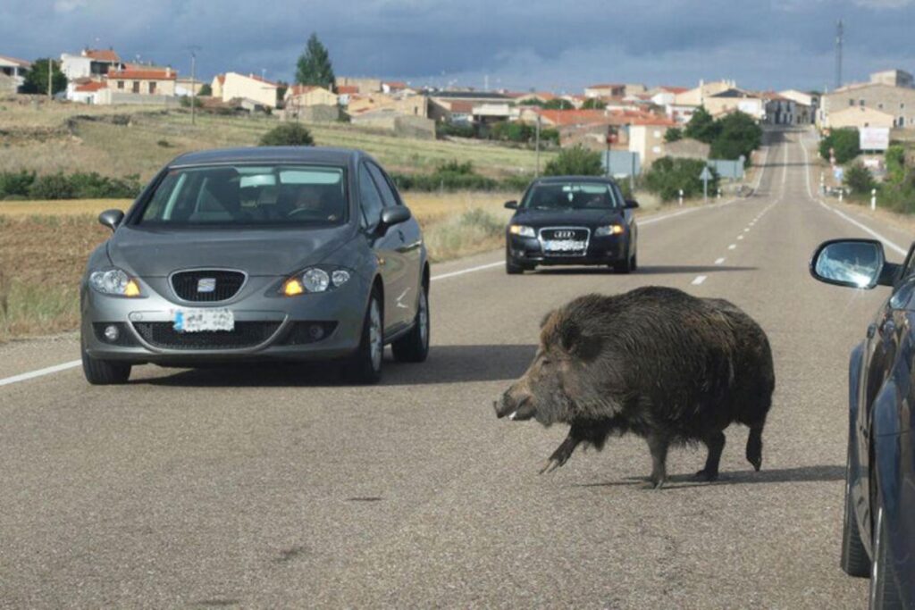 cinghiali in strada