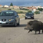 cinghiali in strada
