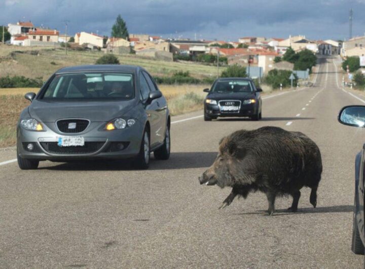 cinghiali in strada