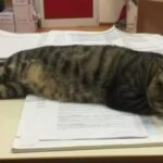 gatto in biblioteca
