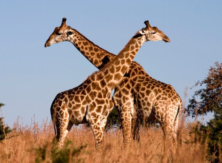 giraffe