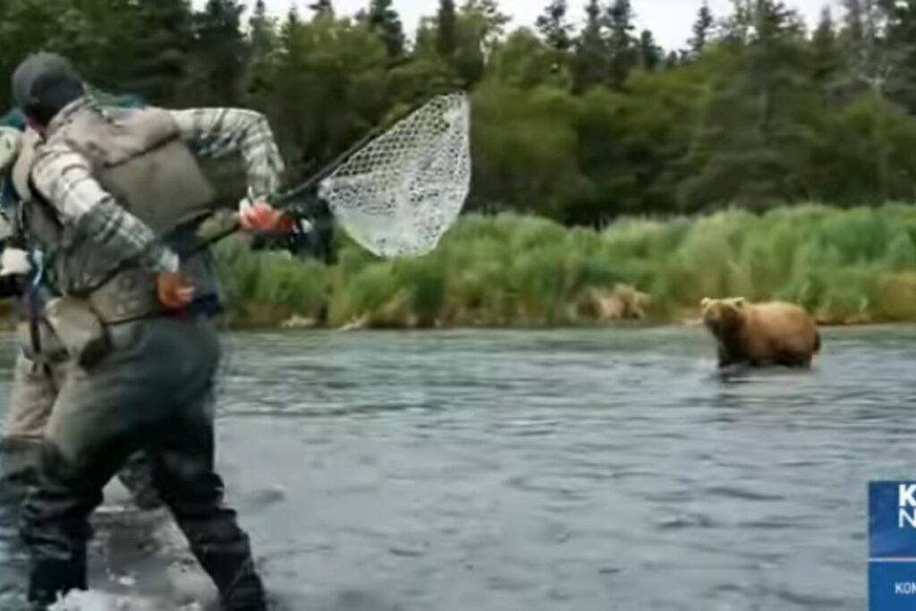 grizzly attacca gruppo di pescatori