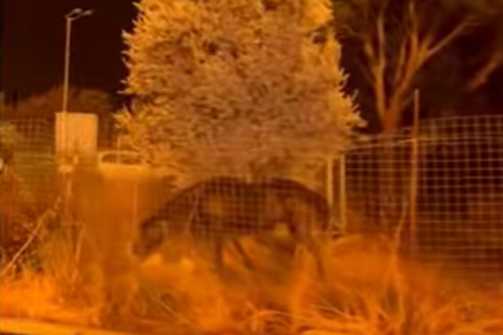 L'incendio nei pressi di un recinto con i cavalli in Grecia