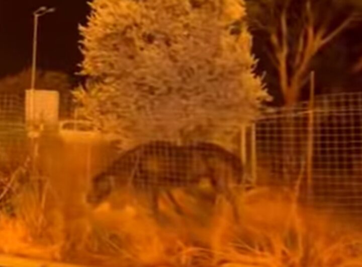 L'incendio nei pressi di un recinto con i cavalli in Grecia