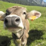 Le mucche patiscono il cambiamento del clima, conseguenze pervmozzarella e burrata, prospettive allarmanti