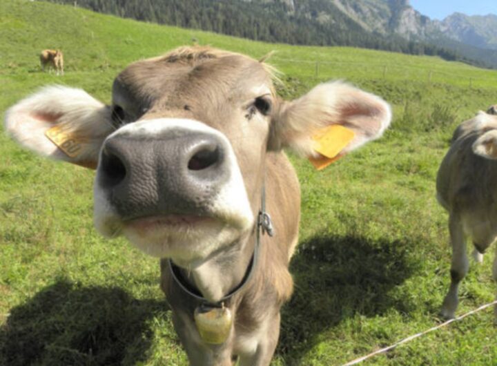 Le mucche patiscono il cambiamento del clima, conseguenze pervmozzarella e burrata, prospettive allarmanti