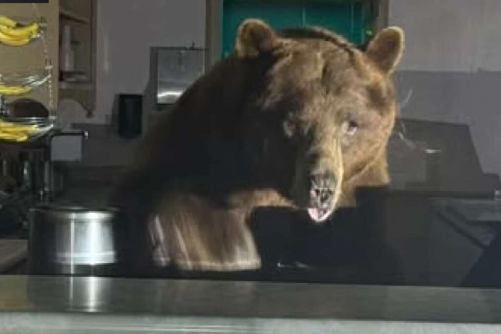 Orso in una gelateria