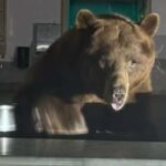Orso in una gelateria