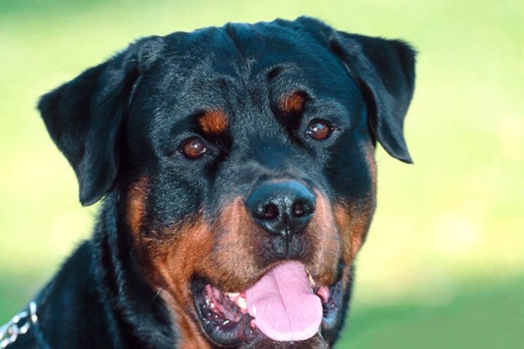 rottweiler