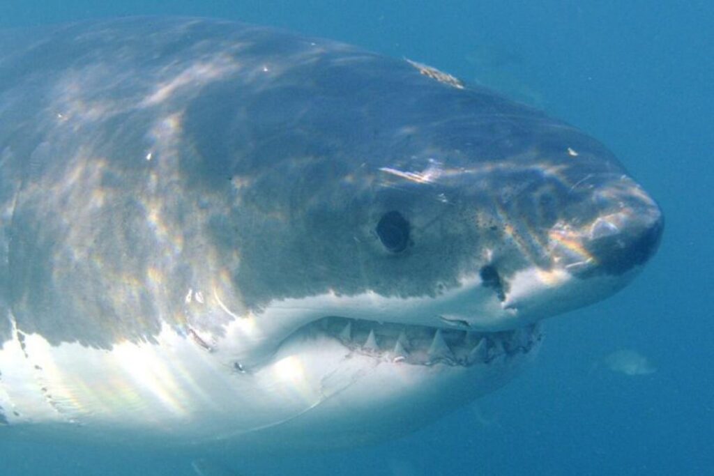 squalo bianco