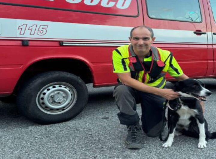 IL cane Teo dei vigili del fuoco
