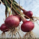 Il trucco virale con la cipolla che tutti stanno provando