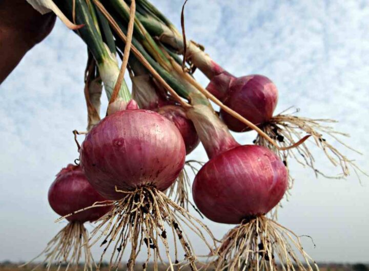 Il trucco virale con la cipolla che tutti stanno provando