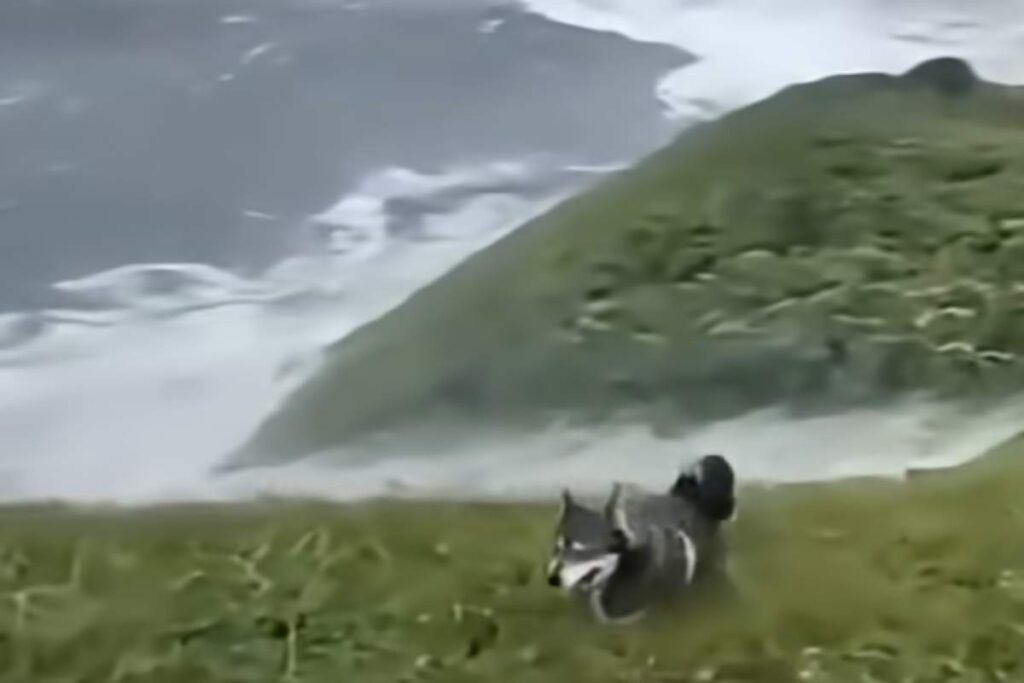 Un cagnolino che scappa dallo tsunami