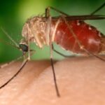 west nile morti