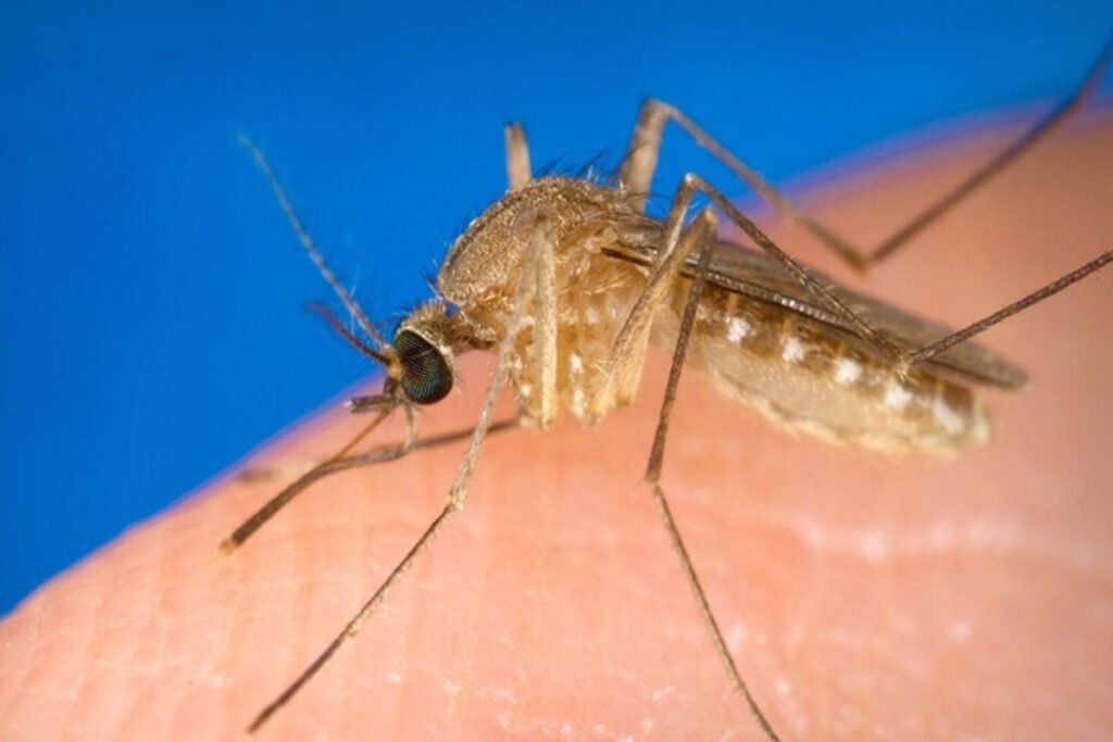 Una zanzara