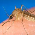 Una zanzara