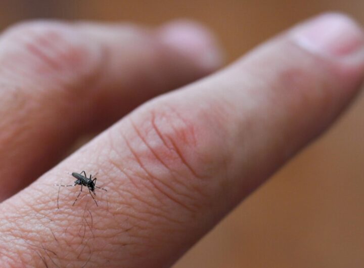 zanzara sul dito