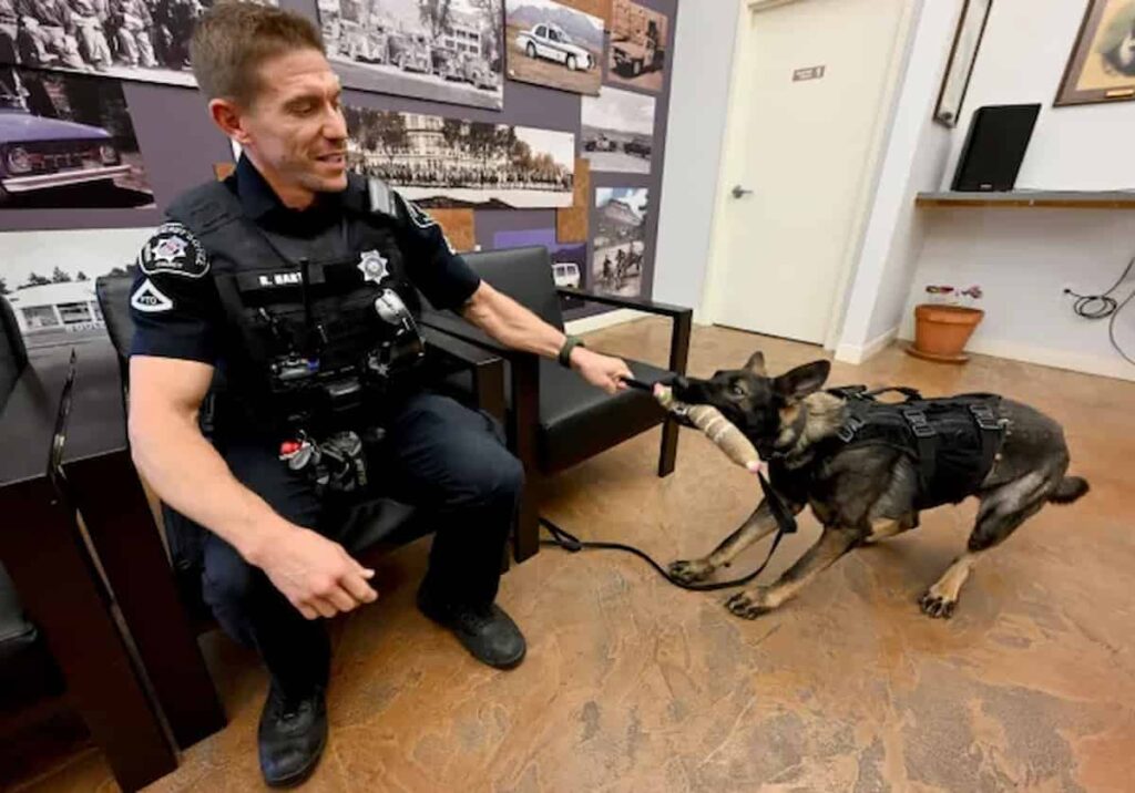 Due cani sono entrati in organico delle forze dell’ordine nella contea di Boulder, Colorado, nella foto Il vice sceriffo della contea di Boulder, Richard Hart, con il cane K-9, Ares. (Cliff Grassmick fotografo)