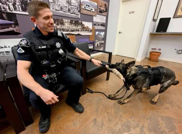 Due cani sono entrati in organico delle forze dell’ordine nella contea di Boulder, Colorado, nella foto Il vice sceriffo della contea di Boulder, Richard Hart, con il cane K-9, Ares. (Cliff Grassmick fotografo)
