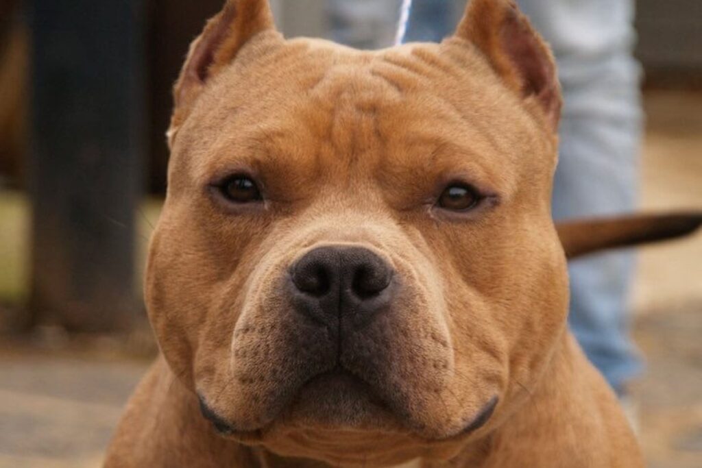 un american bully