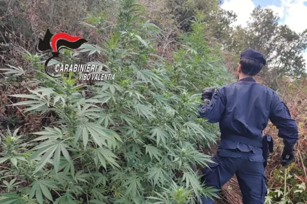 piantagione marijuana