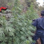 piantagione marijuana