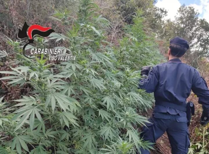 piantagione marijuana