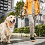 Cane al guinzaglio