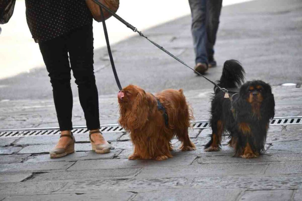 Cani a passeggio in strada