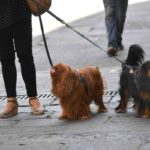Cani a passeggio in strada
