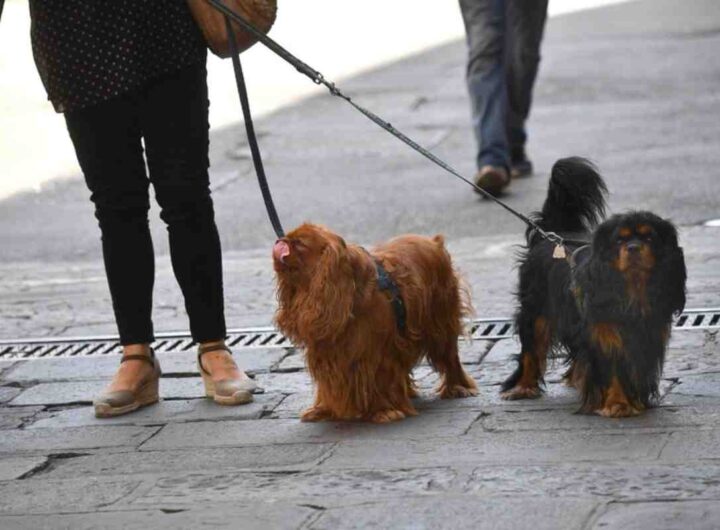 Cani a passeggio in strada