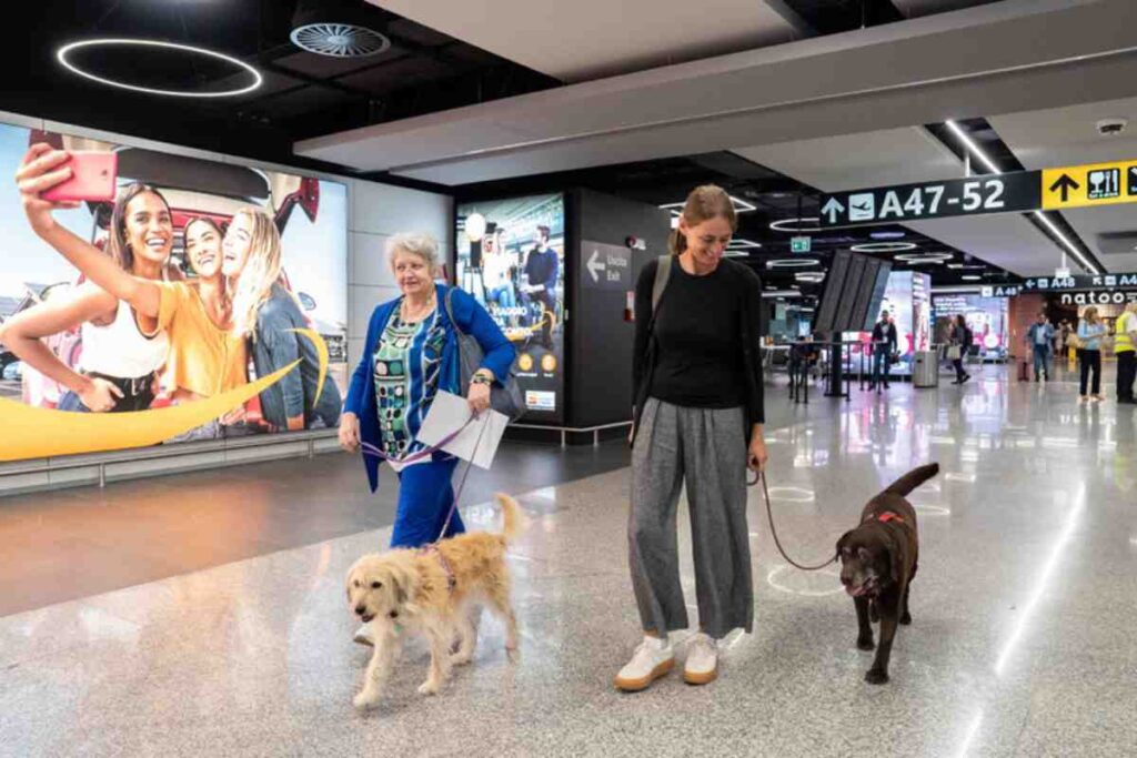 Cane a bordo dell'aereo Ita Airways