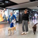 Cane a bordo dell'aereo Ita Airways